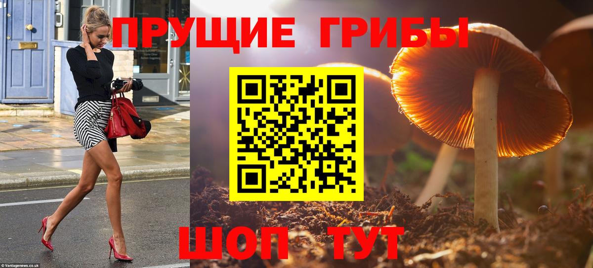 Псилоцибиновые грибы прущие грибы  где найти   Находка  Псилоцибиновые грибы GOLDEN TEACHER  Вход с VPN 